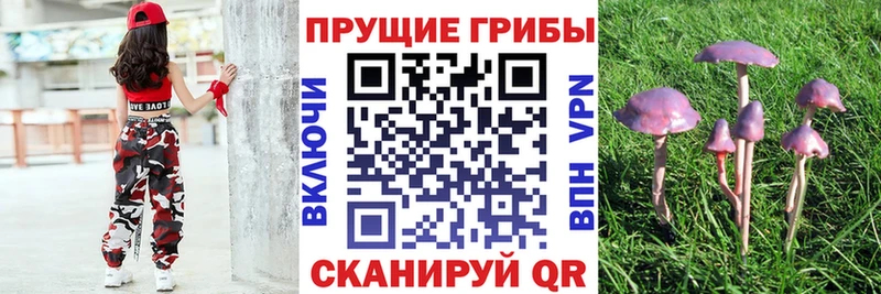 Галлюциногенные грибы Psilocybe  Купить закладки  Волоколамск 